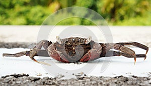 A tropical ghost crab on new road
