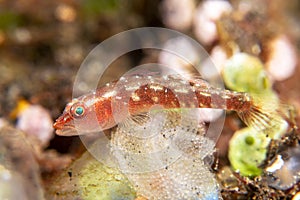 Tropical ghost goby guarding eggs