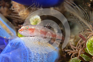 Tropical ghost goby guarding eggs