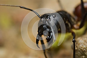 Tropical giant ant, Camponotus Gigas