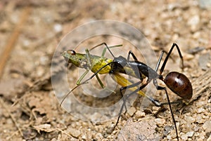 Tropical giant ant, Camponotus Gigas