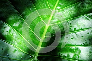 Tropical Giant Elephant Ear leaf, green, nature, topview