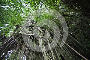 Tropical giant waringin trees at the Pura Kehen temple in Bali, Indonesia, Asia photo