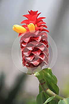 Tropical Ginger Flower