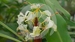 Tropical ginger Hedychium from Borneo, flowering plant whose rhizome and root , flower of beautiful white flower bloom