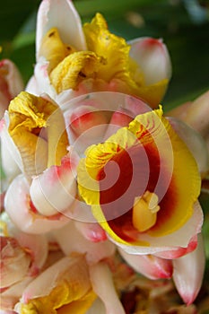 TROPICAL GINGER PLANT