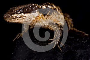 Tropical Girdled Lizard  Cordylus tropidosternum