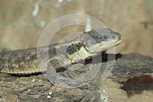 Tropical girdled lizard photo