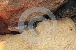Tropical girdled lizard photo