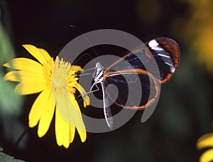 Tropisch glas schmetterling 