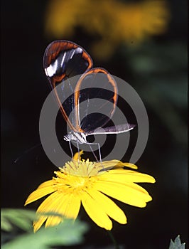 Tropisch glas schmetterling 