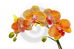 Tropical goden yellow phalaenopsis orchids  