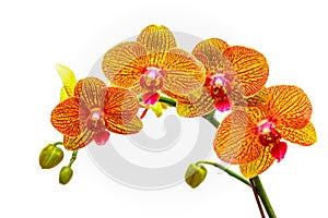 Tropical goden yellow phalaenopsis orchids