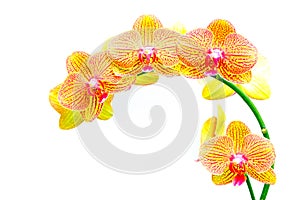 Tropical goden yellow phalaenopsis orchids