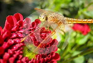 Tropical golden dragonfly on red flower
