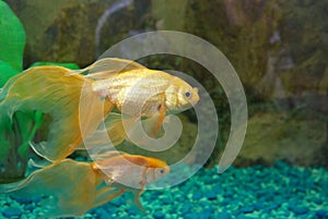 Tropical golden fish