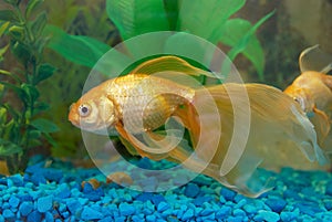 Tropical golden fish