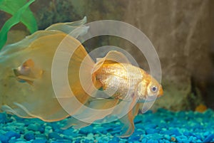 Tropical golden fish