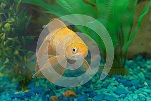 Tropical golden fish