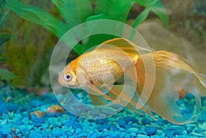 Tropical golden fish