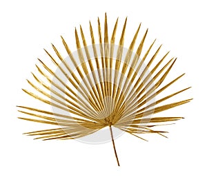 Tropical golden leaf palm tree on white background. Top view, flat lay