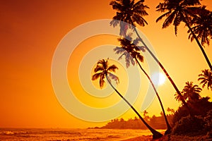 Tropical golden sunset on ocean beach with palm trees silhouettes