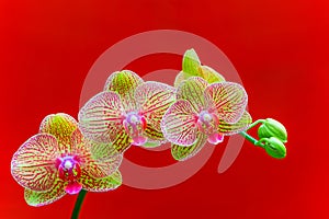 Tropical golden yellow phalaenopsis blume orchids in full bloom