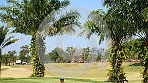 Tropical golf course with lush palm