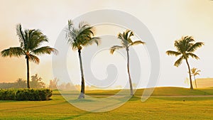 Tropical golf course, palm trees and golden sunset. Dominican Republic, Punta Cana