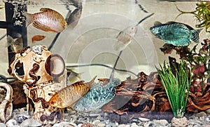 Tropical gourami fish trichogaster in the aquarium
