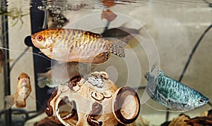 Tropical gourami fish trichogaster in the aquarium