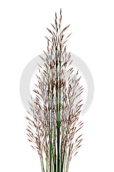 Tropical Grass Stalks