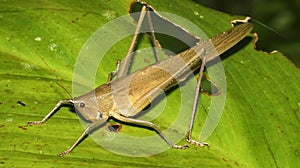Tropical Grasshopper, Amazonia