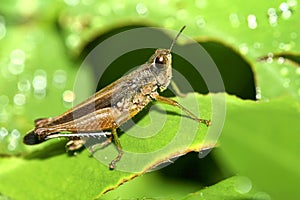 Tropical Grasshopper, Maquipucuna Cloud Forest Reserve, Ecuador