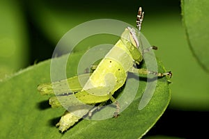 Tropical Grasshopper, Napo River Basin, Amazonia, Ecuador photo