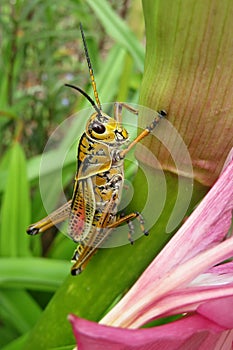 Tropical grasshopper on plant in the garden, closeup