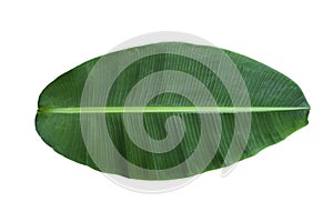 tropical green banana leaf on white background with clipping path for design elements, summer background, abstract green