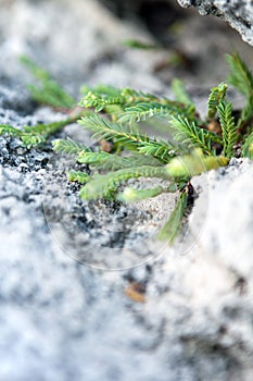 Tropical Green Bermuda Plant