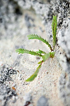 Tropical Green Bermuda Plant