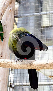 Tropical Green Bird (Hartlaubs Turaco) Preens Feat