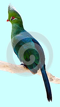 Tropical Green Bird (Livingstones Turaco) Perching