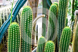 Tropical green cactus - cacti