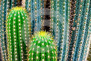 Tropical green cactus - cacti