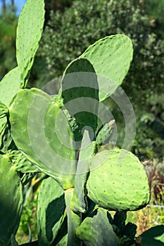 Tropical green cactus in Calabria. Close up cacti plant