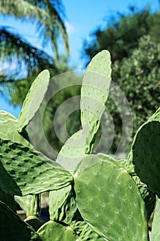 Tropical green cactus in Calabria. Close up cacti plant