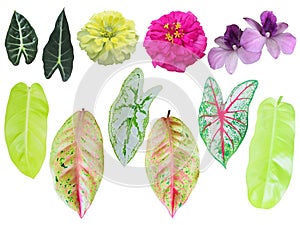 The tropical green and colorful leaves isolated in white background, blooming pink, purple and yellow flowers with clipping path.