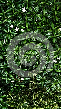 Tropical green Crepe jasmine leaf photo