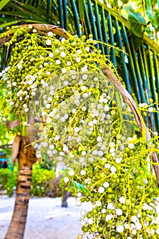 Tropical green exotic Caribbean Maya Chit palm palms rainforest Mexico