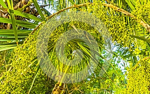 Tropical green exotic Caribbean Maya Chit palm palms rainforest Mexico