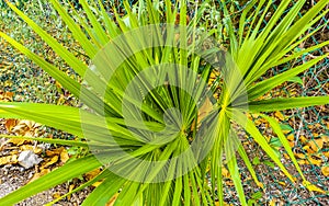 Tropical green exotic Caribbean Maya Chit palm palms rainforest Mexico